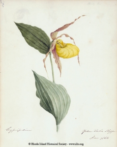 Edward Lewis Peckham (1812-1889). Yellow Lady Slipper June 9/66 (9 June 1866). Watercolor and Ink on paper. Peckham Collection G1154